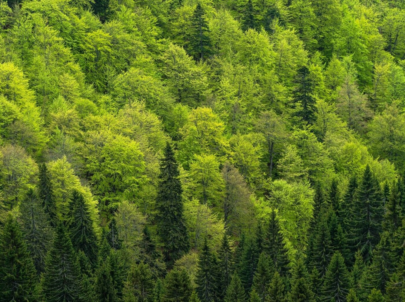 Blick auf die Baumwipfel eines saftigen grünen Waldes