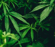 TÜV-Verband kritisiert Akzeptanz der Änderungen an Fahrerlaubnisverordnung bezüglich Cannabiskonsum durch den Verkehrsausschuss